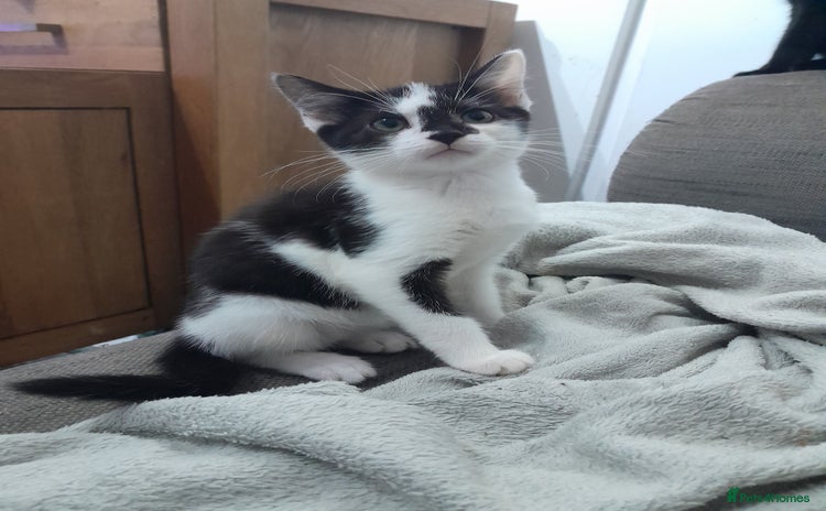 Mixed Breed cats - Advert 10