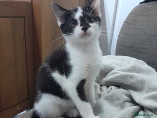 Mixed Breed cats Beautiful mixed kittens with mixed ages! - Advert 16