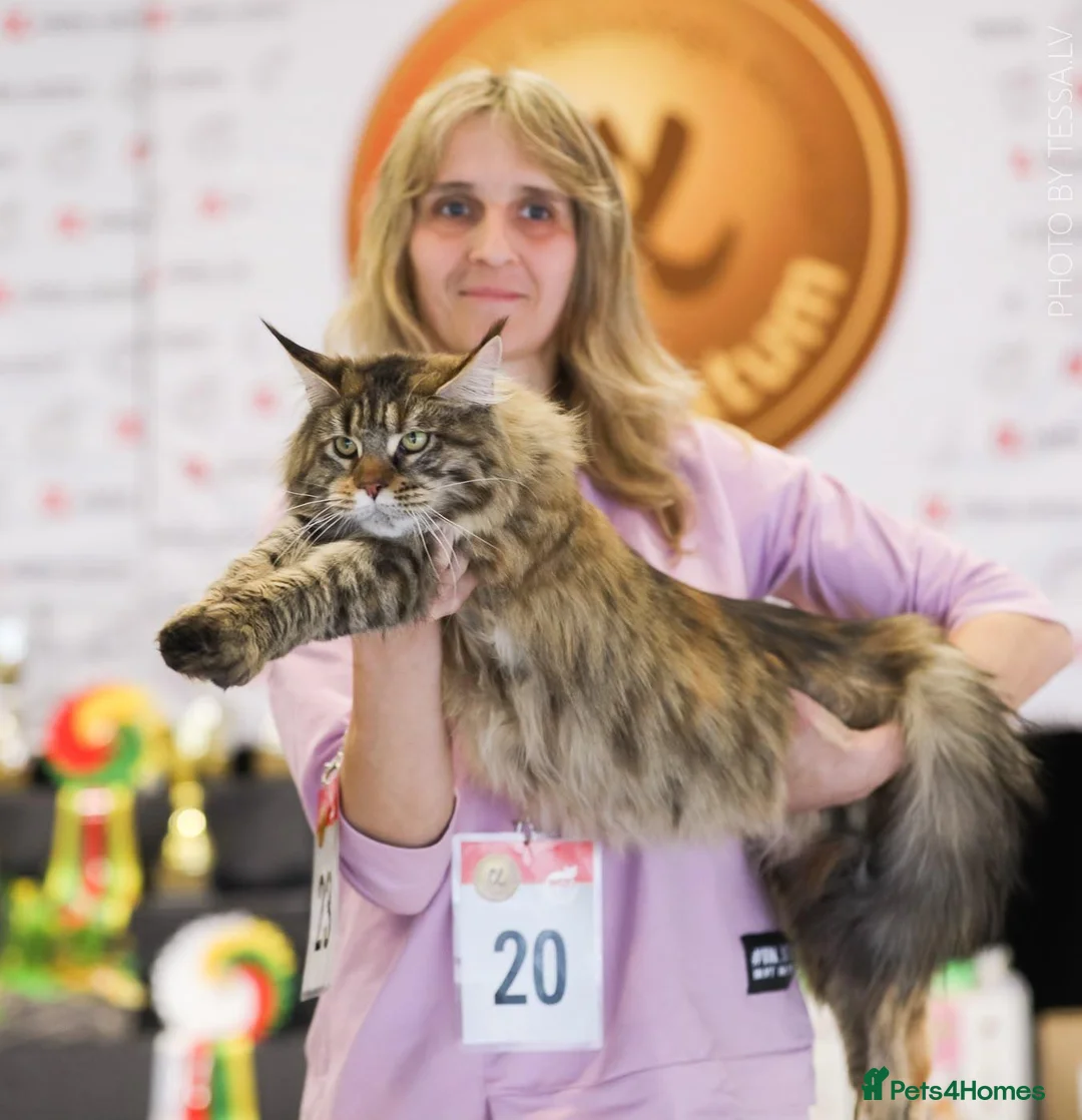 Maine Coon cats for sale: Pedigree Maine Coon Kittens WCF Registered  - Advert 10