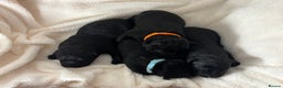 Labrador Retriever dogs for sale: Chunky Labrador Puppies  - Advert 5