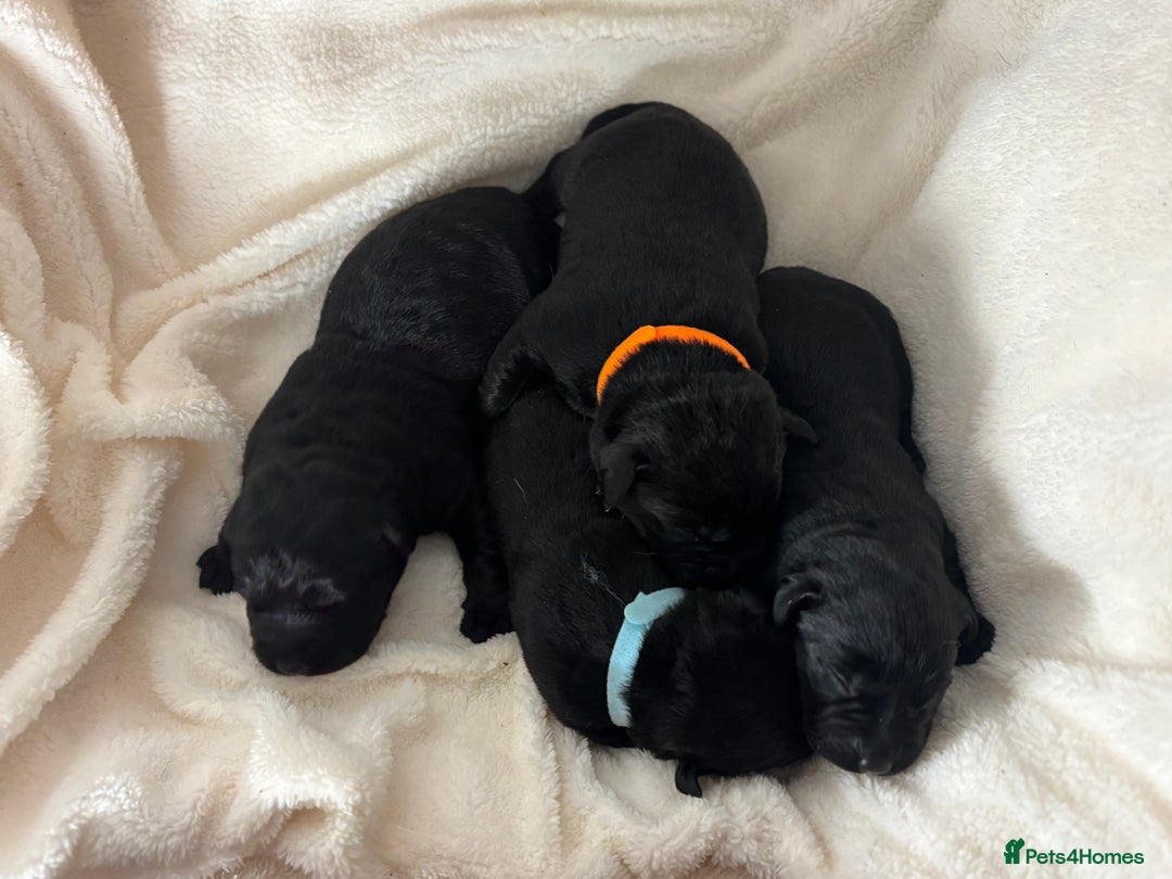 Labrador Retriever dogs for sale: Chunky Labrador Puppies  - Advert 5