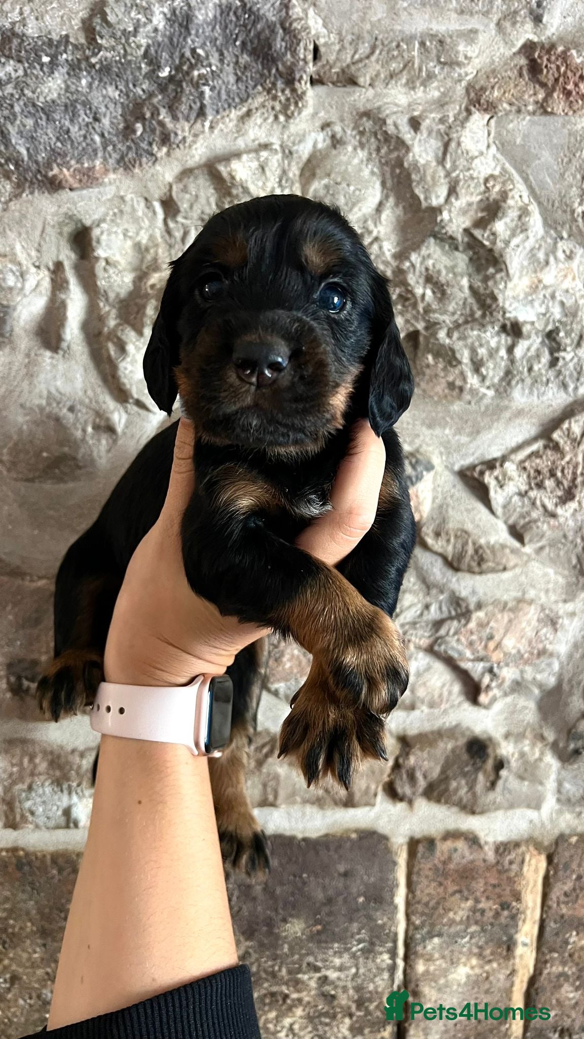 Cocker Spaniel dogs KC Cocker spaniels ready 2nd July.  - Advert 4