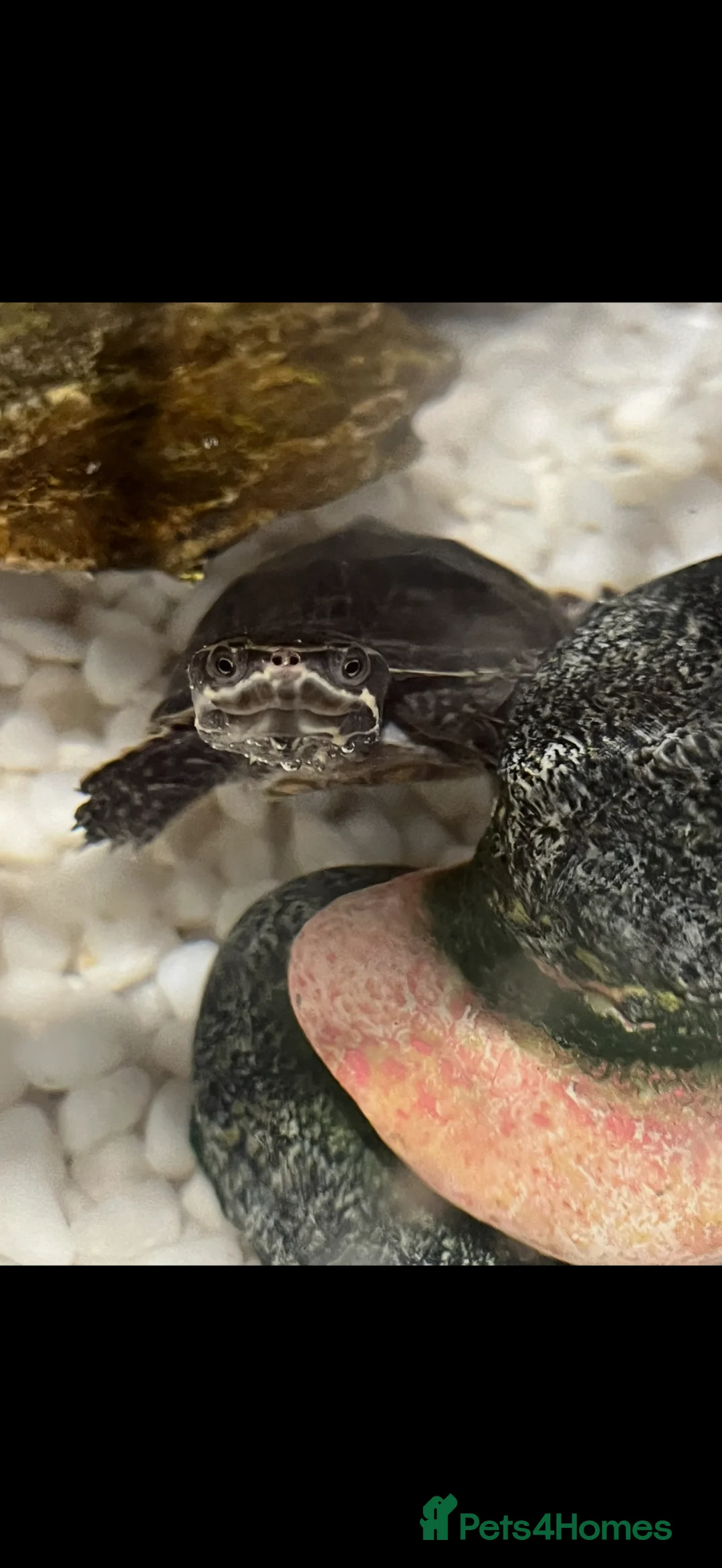 Turtle reptiles for sale: Musk Turtle  - Advert 1