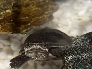 Turtle reptiles Musk Turtle - Advert 1