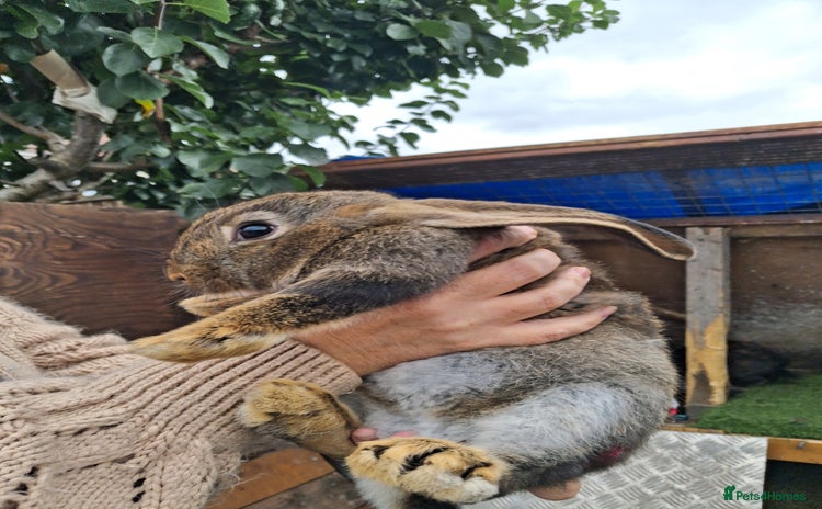 Mixed Breed rabbits - Advert 17