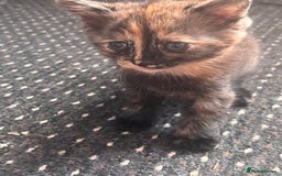 Mixed Breed cats for sale: 2 kittens  - Image 4