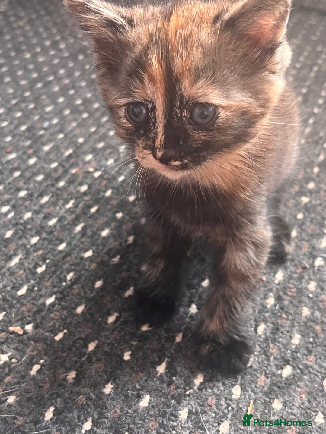 Mixed Breed cats for sale: 2 kittens  - Image 4