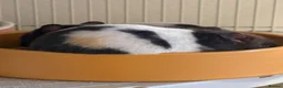 Hamster rodents for sale: Stunning Syrian hansters in Rochester - Advert 3