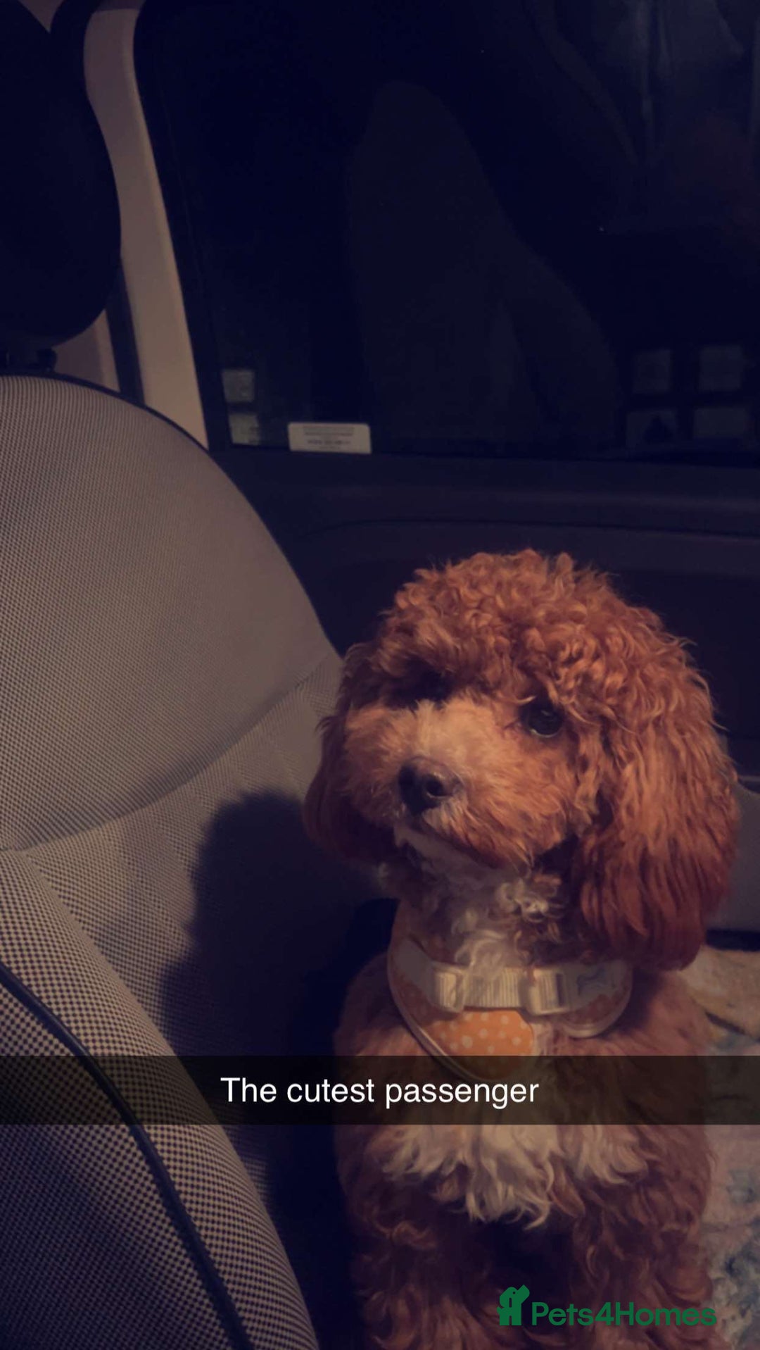 Cavapoo dogs for sale: Tiny cavapoo F1BB - ESA certified - Advert 11