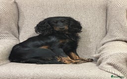 Cockapoo dogs for sale: •F1B Cockapoo Pups - Black & Tan - Ready 19th Dec• - Image 3