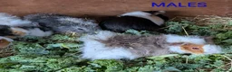 Guinea Pig rodents for sale: Beautiful Baby Guinea Pigs - Males  - Advert 17