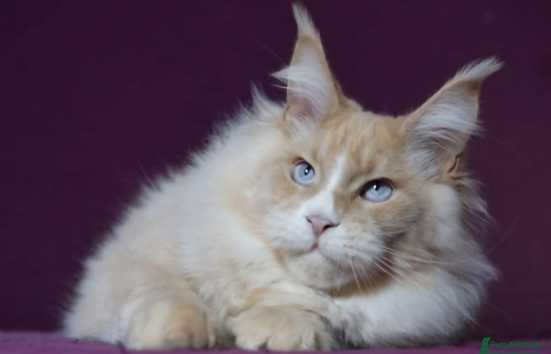 Maine Coon cats for sale: Gorgeous TICA register kittens - Advert 4