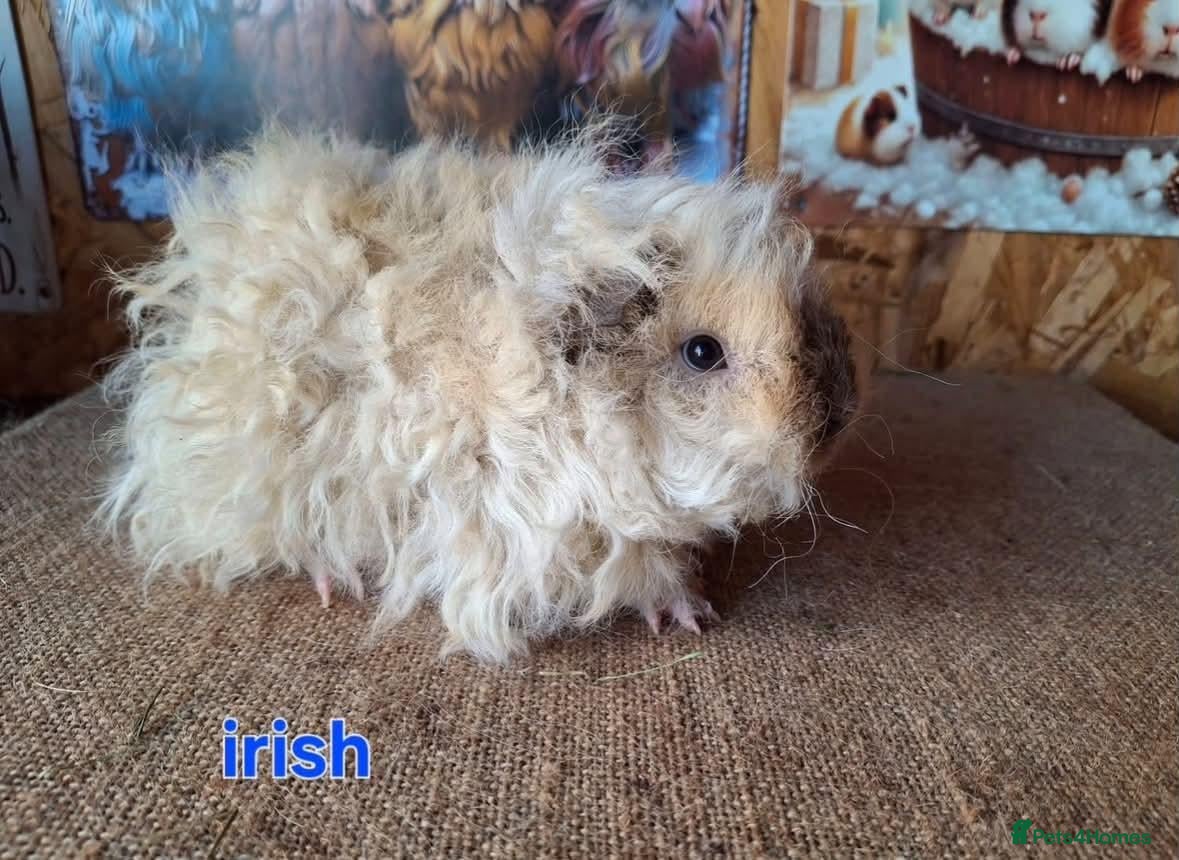 Guinea Pig rodents for sale: Lunkarya  - Advert 2