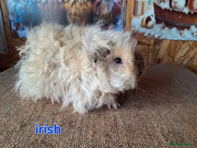 Guinea Pig rodents for sale: Lunkarya - Advert 2