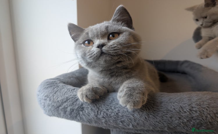 British Shorthair cats - Advert 15