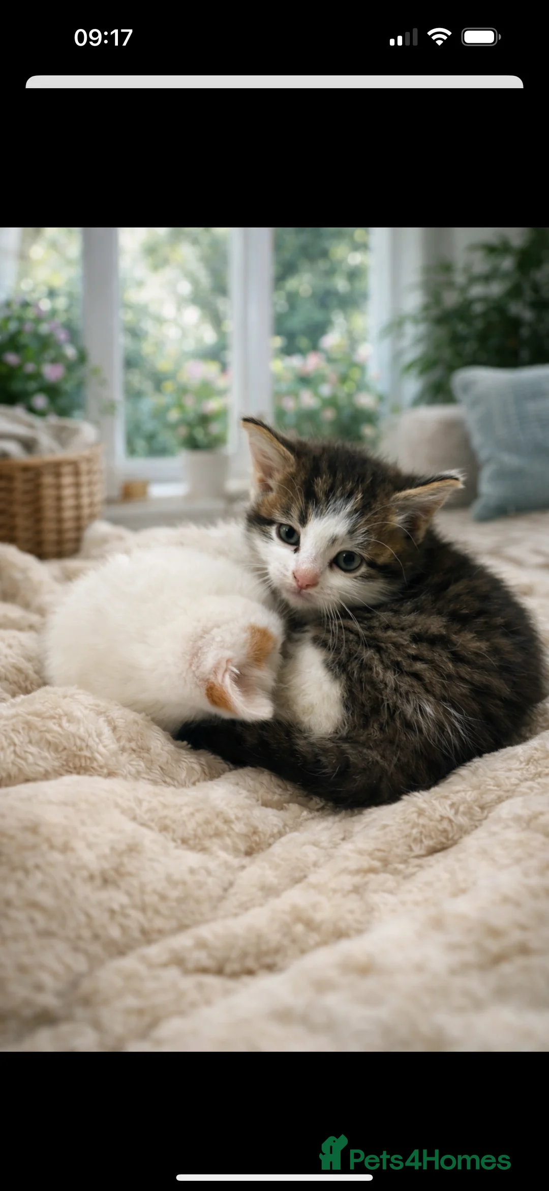 Mixed Breed cats for sale: Beautiful mixed breed kittens  - Advert 4