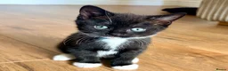 Mixed Breed cats for sale: 🐾 Beautiful British Shorthair Cross Kittens 🐾 in Stone - Advert 2