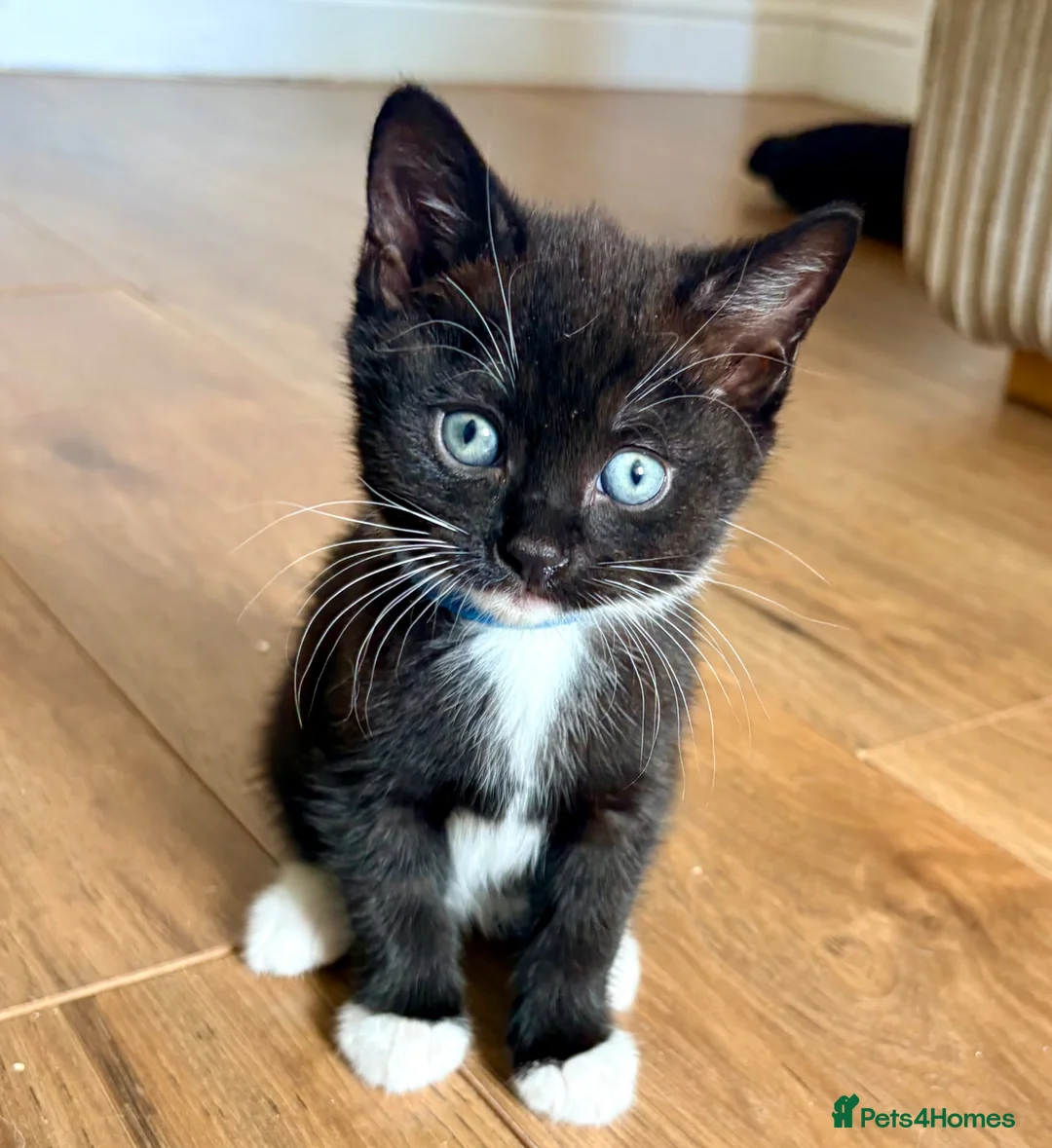 Mixed Breed cats for sale: 🐾 Beautiful British Shorthair Cross Kittens 🐾 in Stone - Advert 2