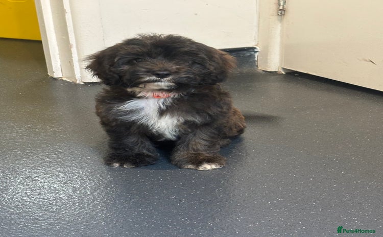 Cavapoo dogs - Advert 13