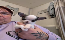 Chihuahua dogs for sale: potential smooth coat Chihuahua puppies - Image 3
