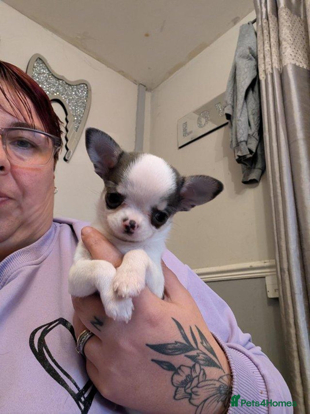 Chihuahua dogs for sale: potential smooth coat Chihuahua puppies - Image 3