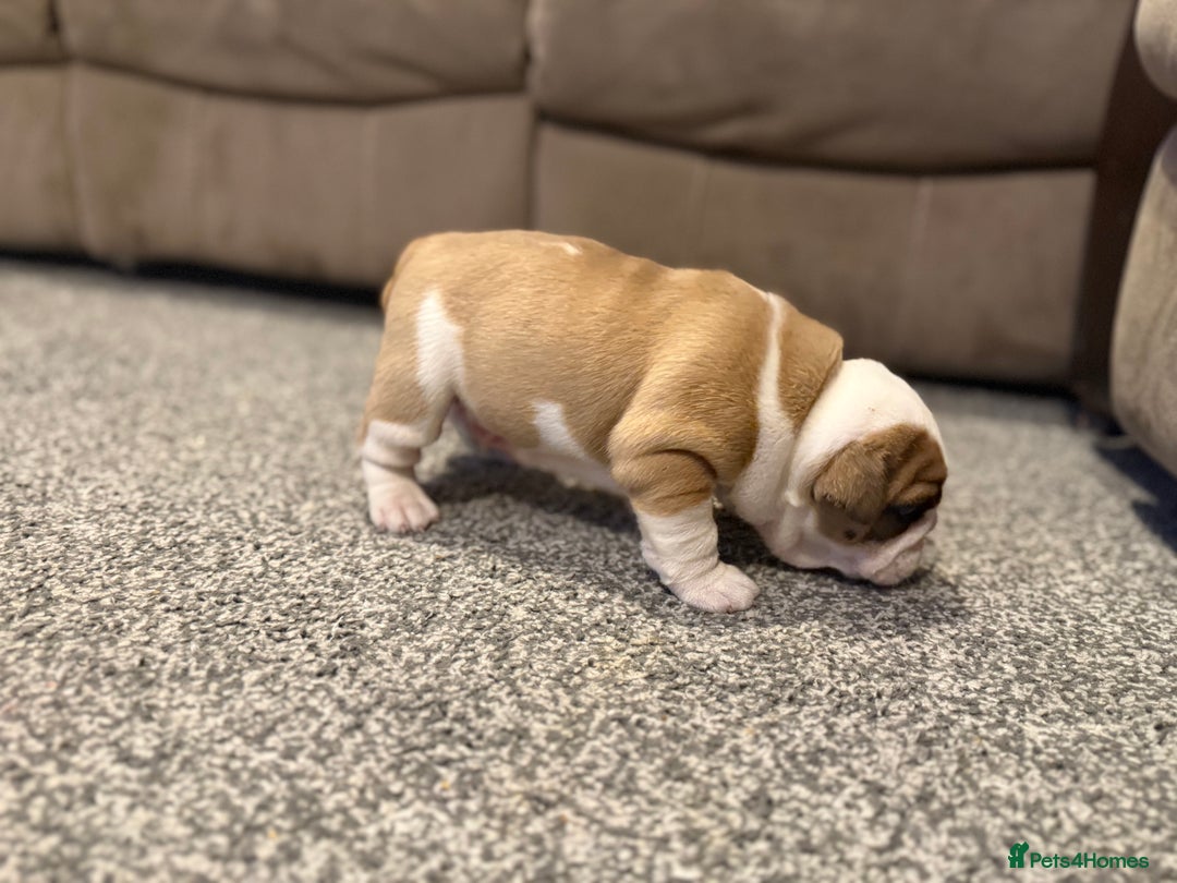English Bulldog dogs for sale: Exceptional Show-Quality KC English Bulldog Boy - Advert 24