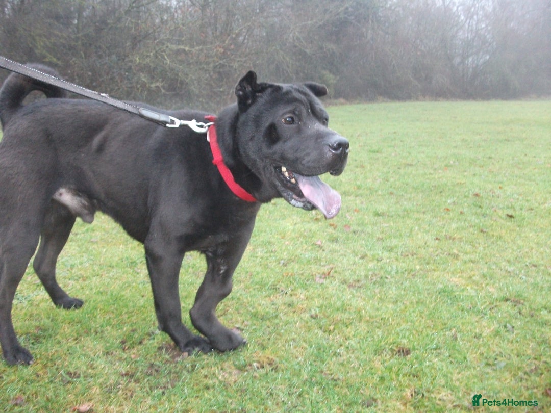 Mixed Breed dogs for adoption: Blackie - Advert 12