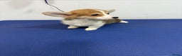 Welsh Corgi Pembroke dogs for sale: Kc reg Pembroke 1 boy left beautiful markings 💙 - Advert 9