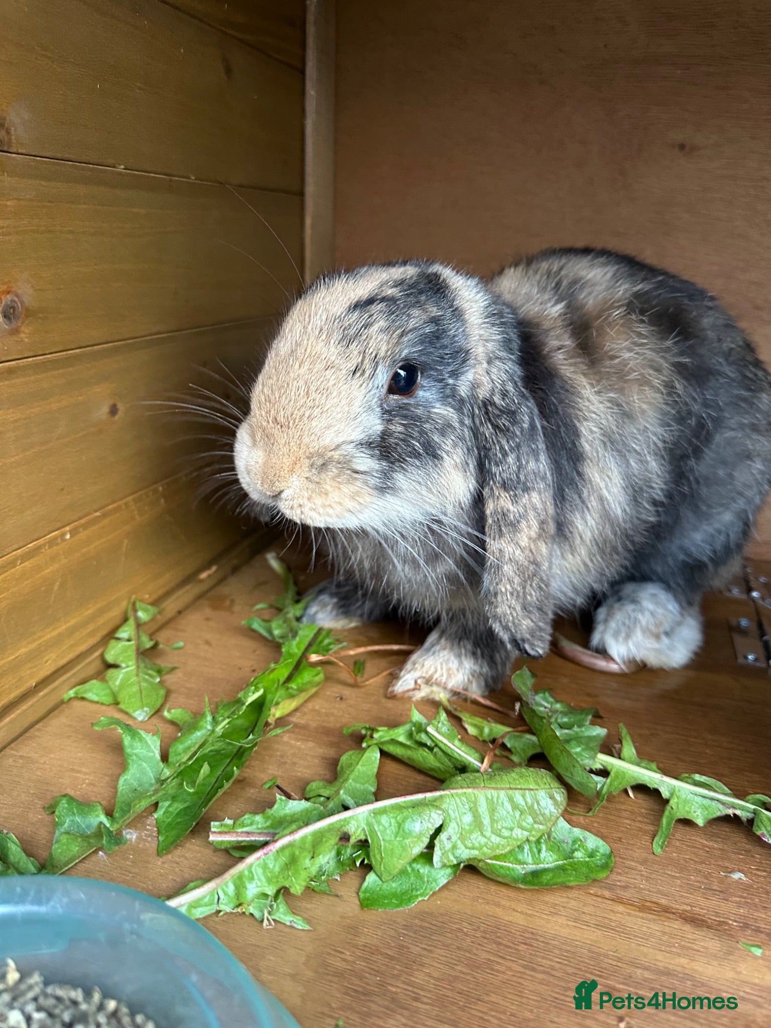 Mini Lop rabbits Gorgeous Male Mini Lop with 5ft Pets at Home hutch - Advert 20