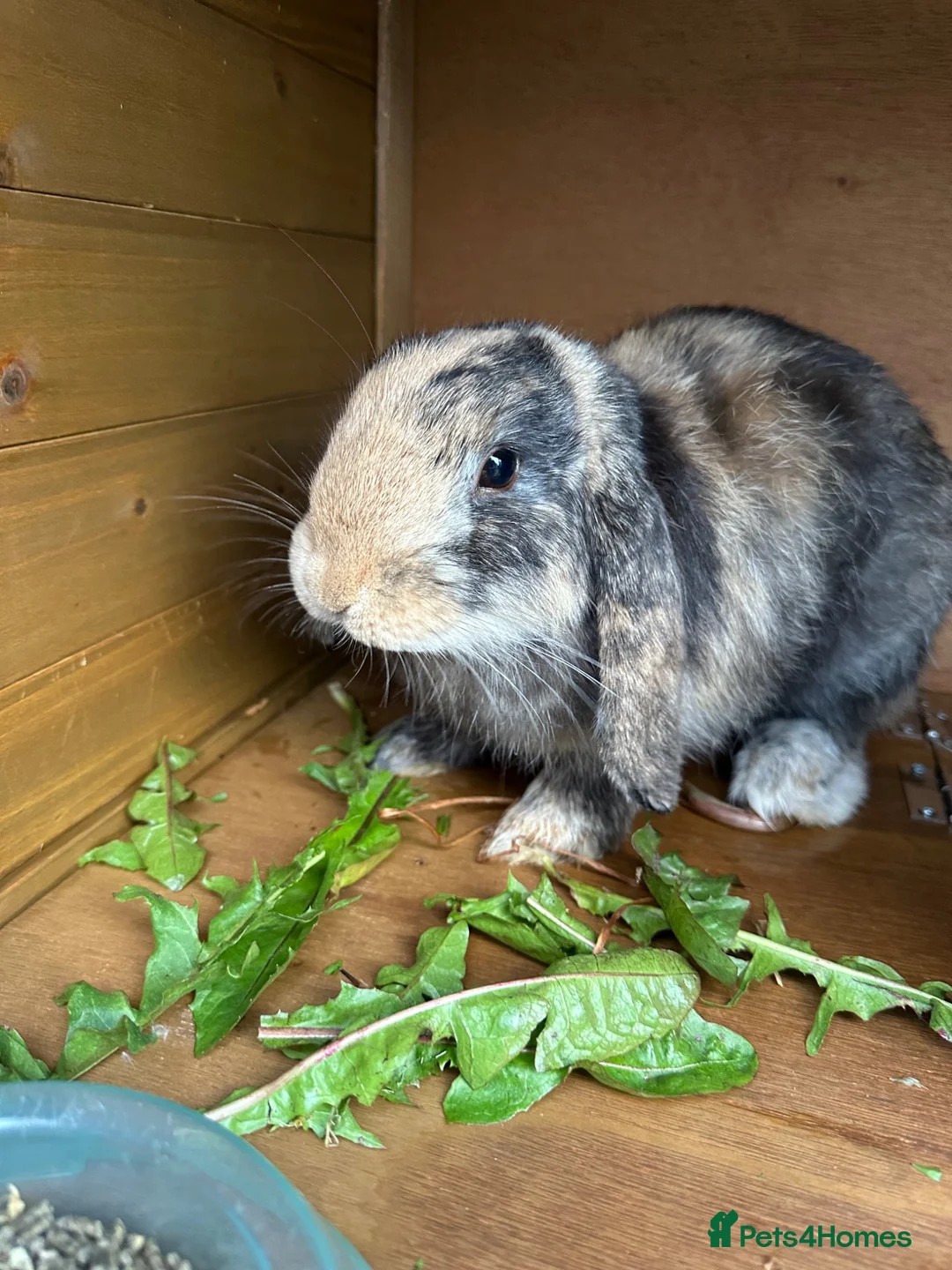Mini Lop rabbits for sale: Gorgeous Male Mini Lop with 5ft Pets at Home hutch - Advert 1
