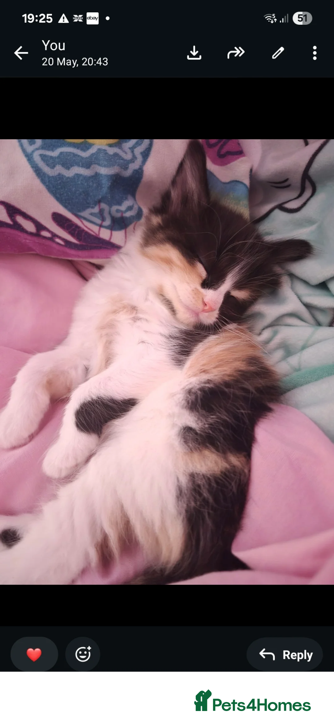 Mixed Breed cats for sale: Female kitten for sale  - Advert 1