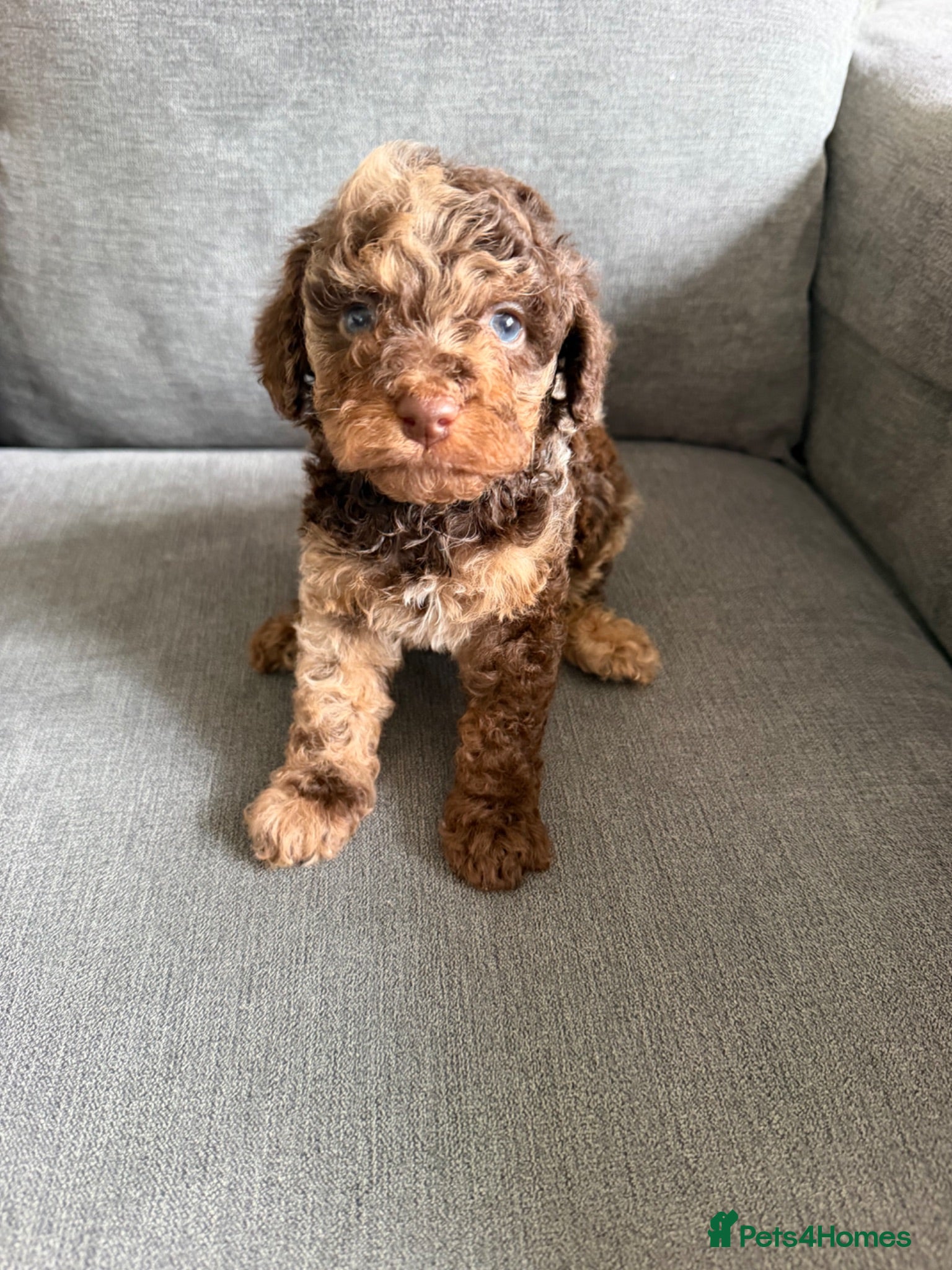 Cavapoo dogs F1b cavapoos ✨Ready in two weeks✨ - Advert 1