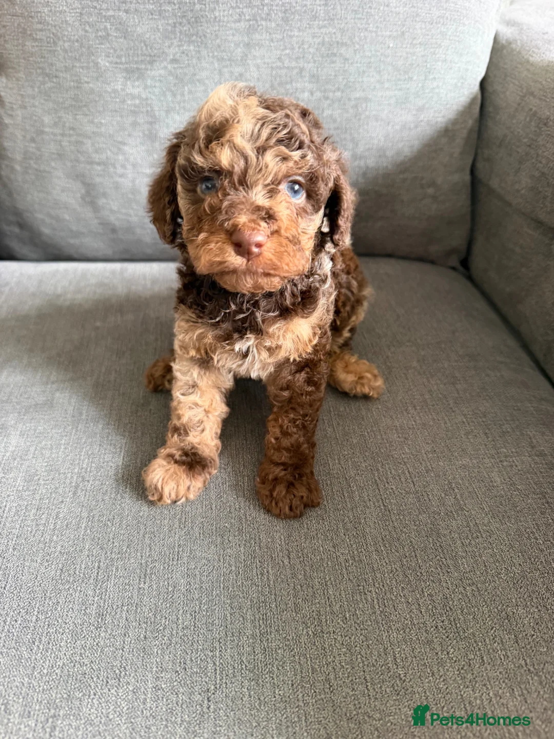Cavapoo dogs for sale: F1b cavapoos ✨Ready in two weeks✨ - Advert 1