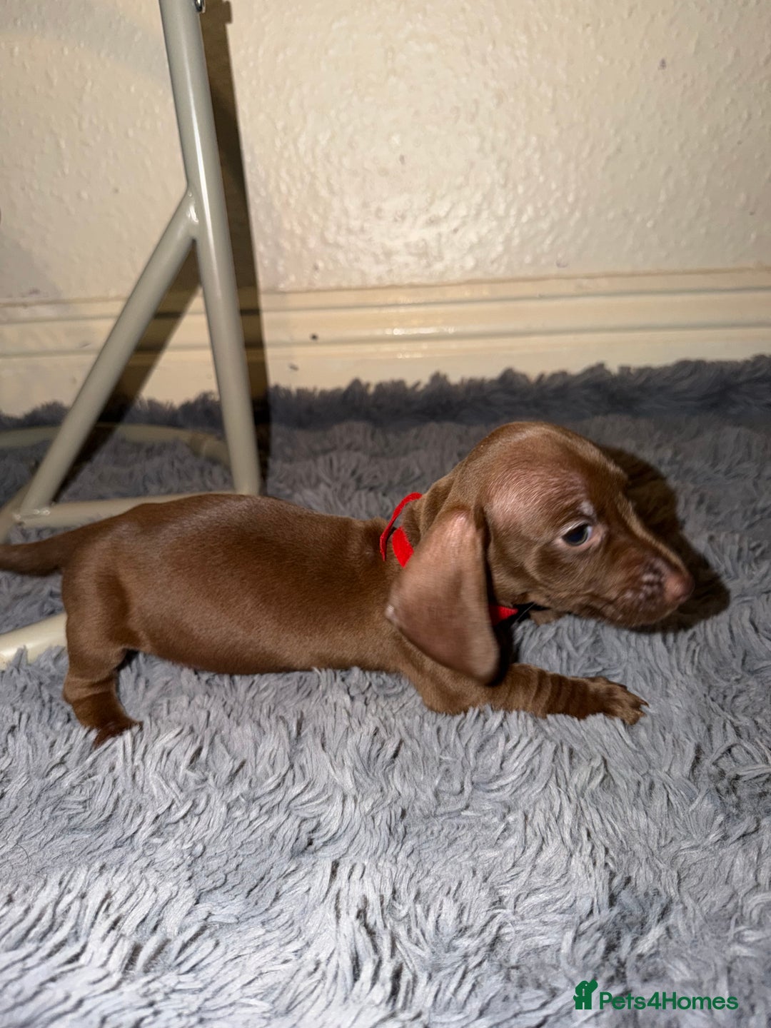 Dachshund dogs for sale: Dachshund Puppies Available 🐾 - Advert 27