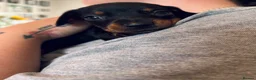 Miniature Dachshund dogs for sale: Beautiful cuddly miniature dachshund puppies  in Blackburn - Advert 3