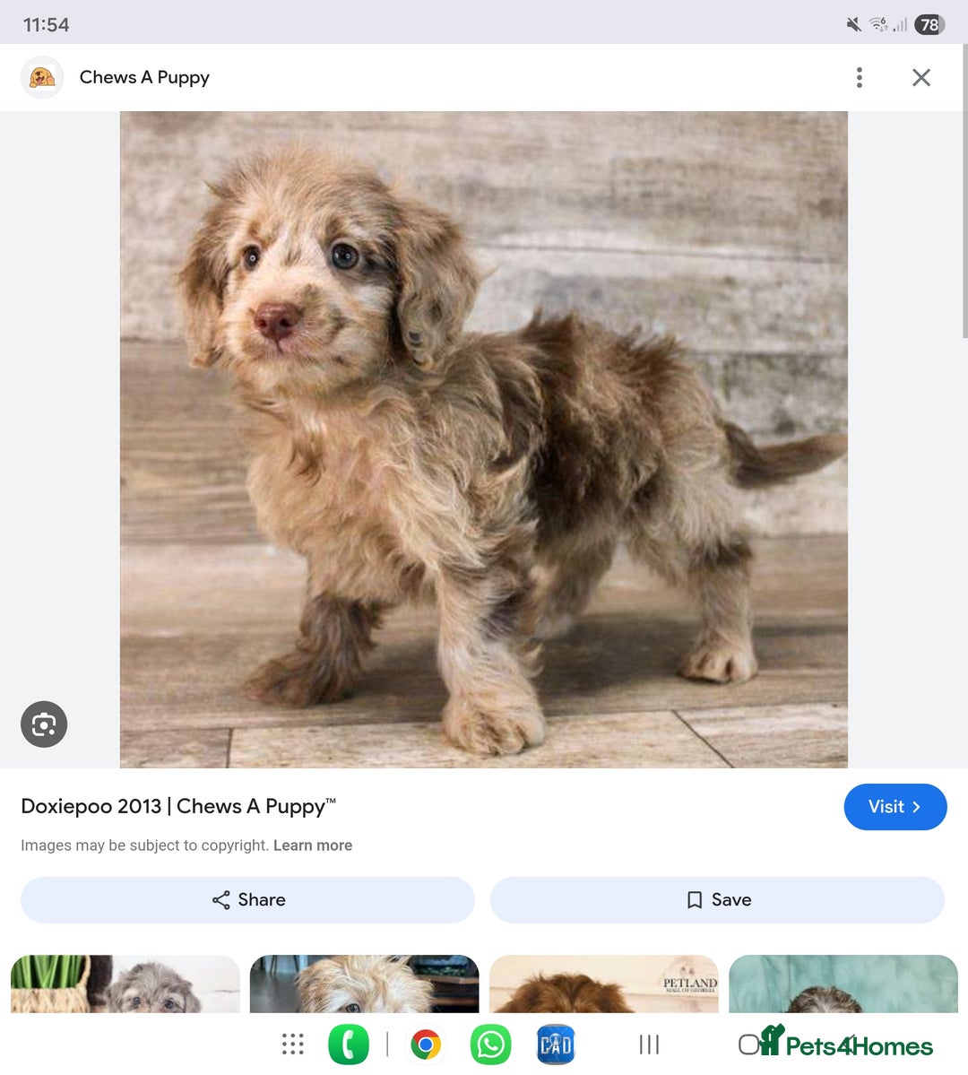 Mixed Breed dogs for sale: Doxiepoos  - Image 19