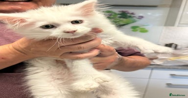 Maine Coon cats - Advert 8