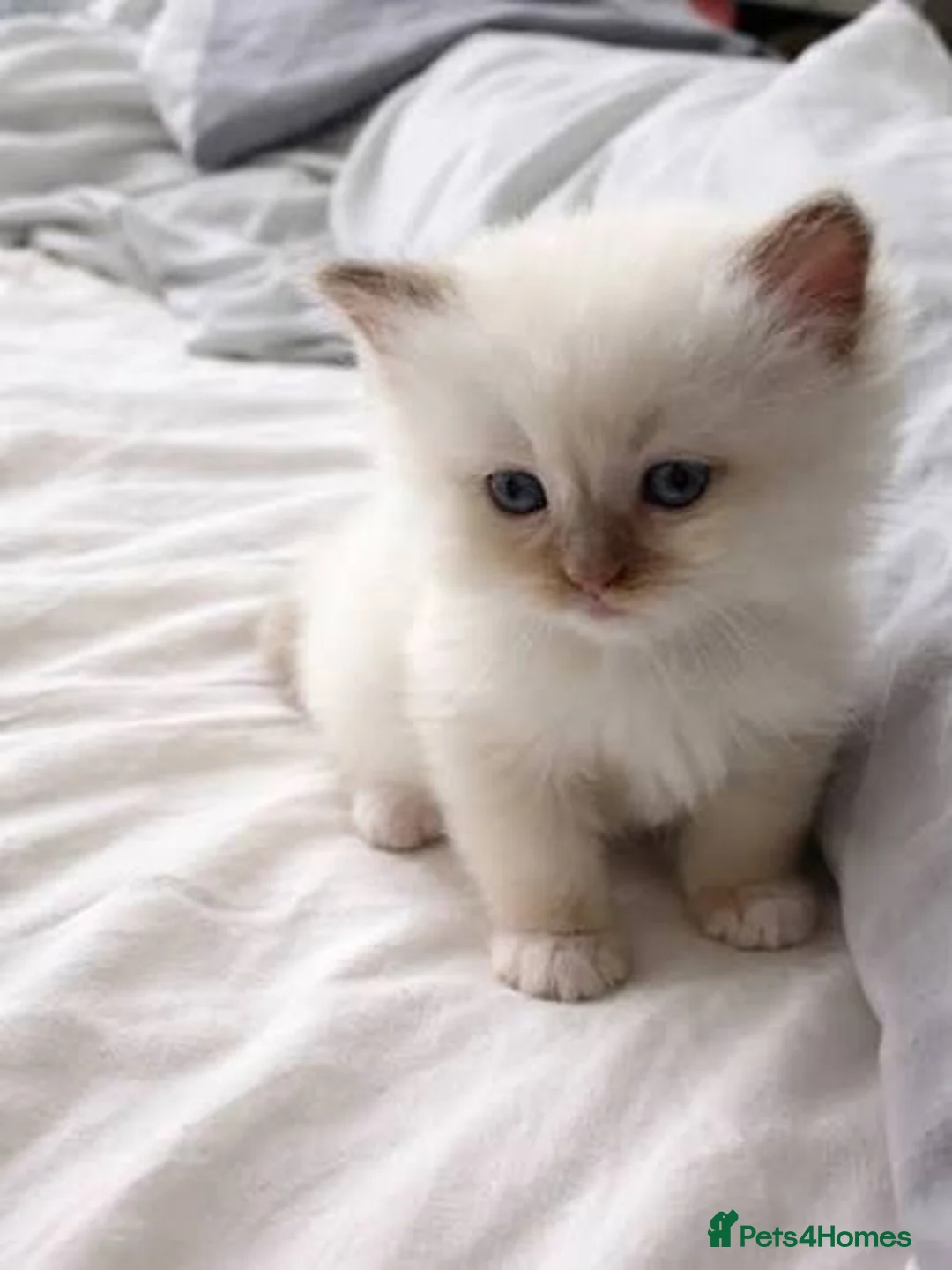 Ragdoll cats for sale: Kittens  - Advert 3
