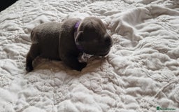 Staffordshire Bull Terrier dogs for sale: Excellent blue Staffordshire bull terrier puppies  - Image 3