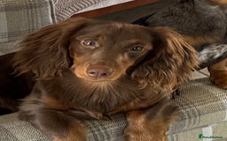 Miniature Dachshund dogs for stud:  STUD ONLY miniature dachshund   - Image 5
