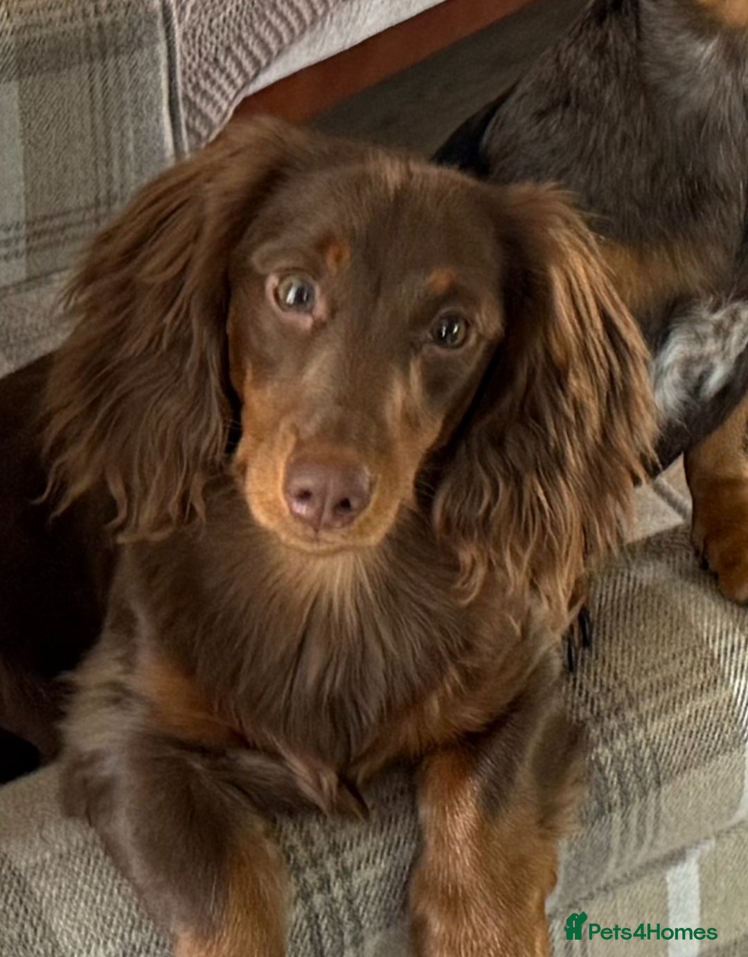 Miniature Dachshund dogs for stud:  STUD ONLY miniature dachshund   - Image 5