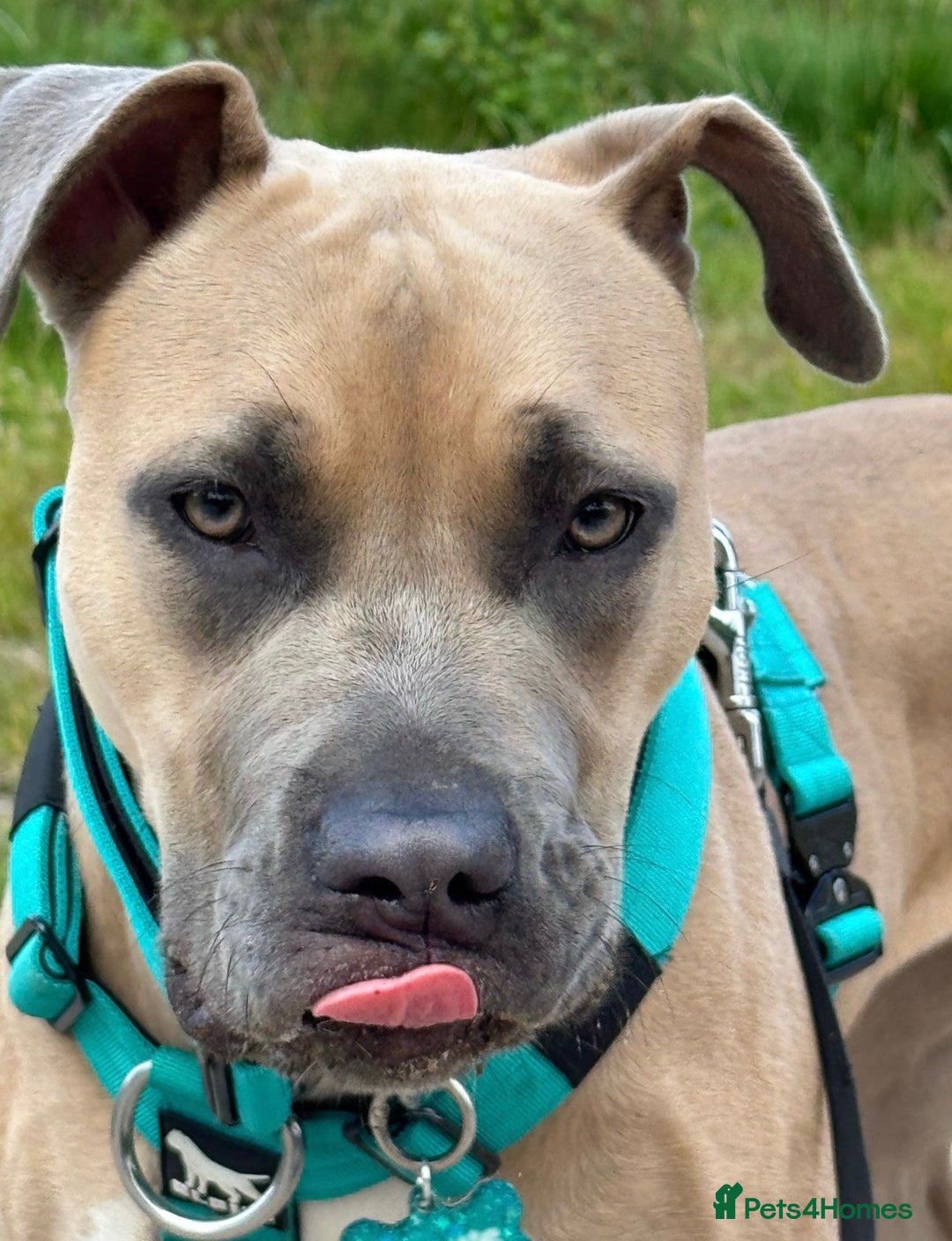 Mixed Breed dogs for sale: 🐾 BONNIE – LARGE BREED EXPERIENCE HOME NEEDED 🐾 - Advert 13