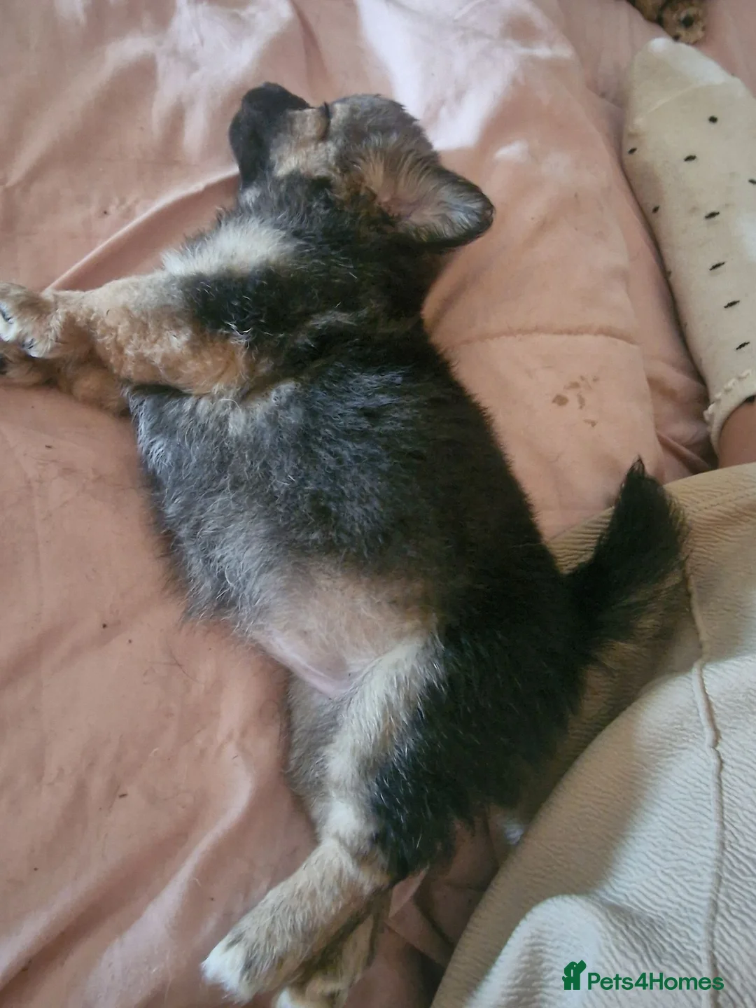 Jack Chi dogs for sale: Beautiful Jack Chi Puppies – Ready Now – £650 in Rickmansworth - Advert 5