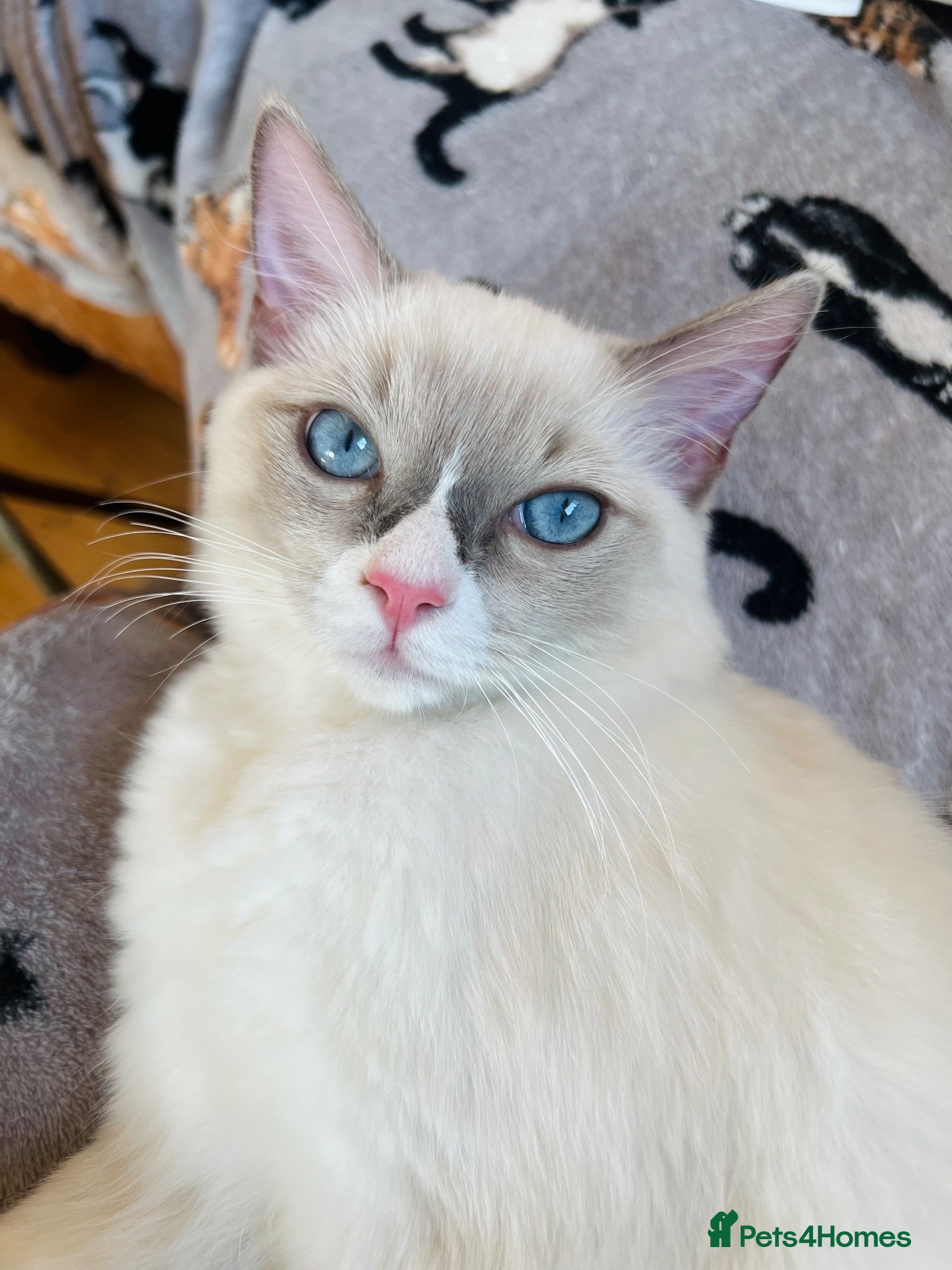 Ragdoll cats 🐈Pedigree Ragdoll Champion line 🏆 GCCF kitten - Advert 13