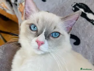 Ragdoll cats 🐈Pedigree Ragdoll Champion line 🏆 GCCF kitten - Advert 13
