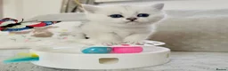 British Shorthair cats for sale: 😻TICA British Shorthair kittens 😻 - Advert 38