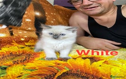 Ragdoll cats for sale: 🐈❤️5 Pure Ragdolls Waiting for Loving Family❗️❤️ - Image 32