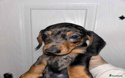 Dachshund dogs for sale: Beautiful daschunds  - Image 4