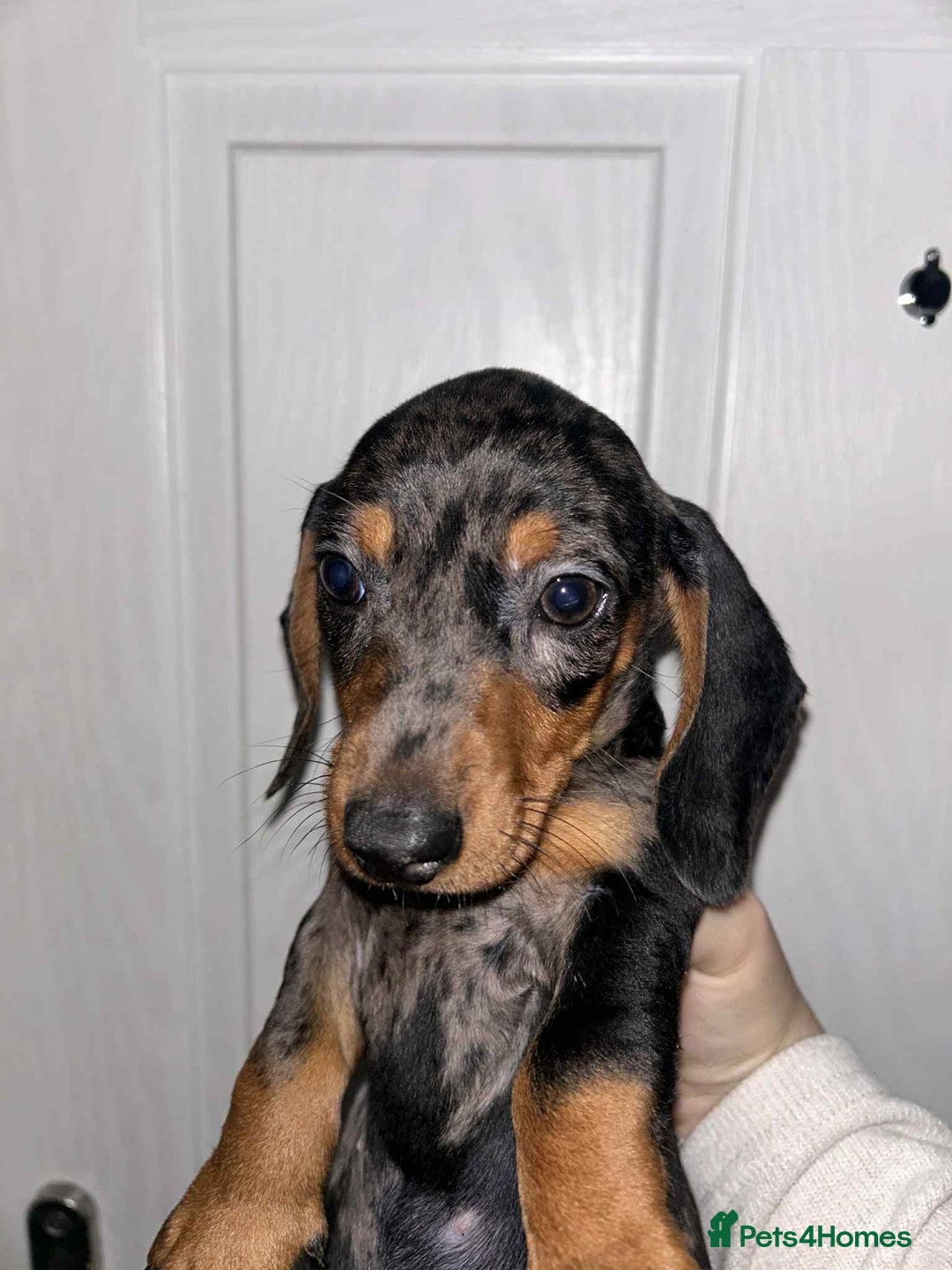Dachshund dogs for sale: Beautiful daschunds  - Image 4