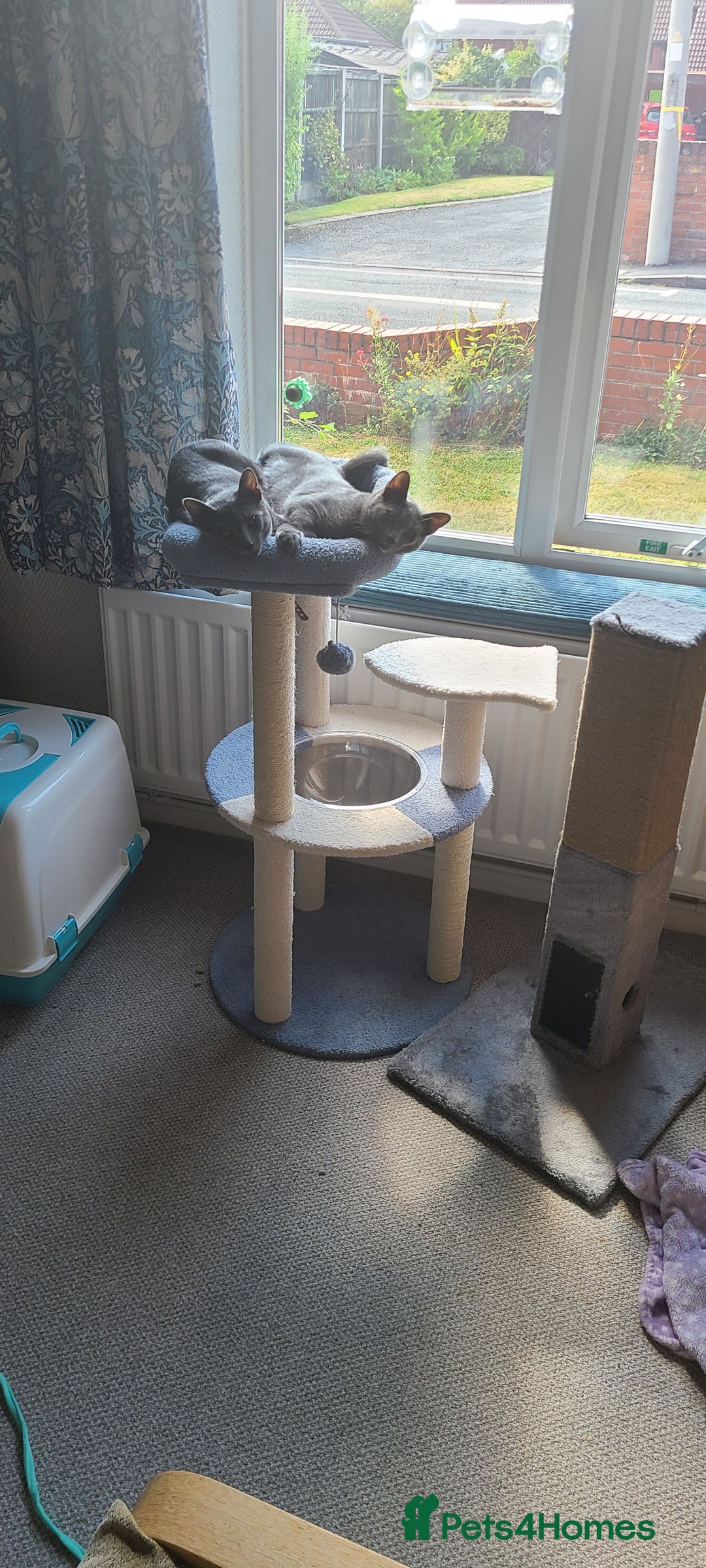 Russian Blue cats for sale: 2 close littermates, pure Russian blues + papers  - Image 6